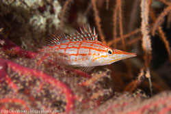BD-160102-Kalanggaman-1917-Oxycirrhites-typus.-Bleeker.-1857-[Longnose-hawkfish].jpg